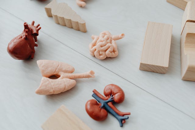 Simple Ways To Keep Your Kidneys Happy And Healthy