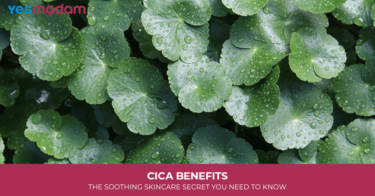 Cica Benefits: The Soothing Skincare Secret You Need to Know