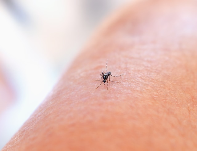 What Are the Best Mosquito and Tick Control Options for Summer Months?